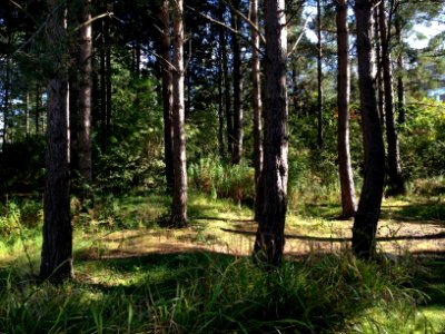 Campus woodland photo