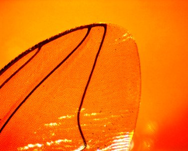 Housefly Wing 01 photo