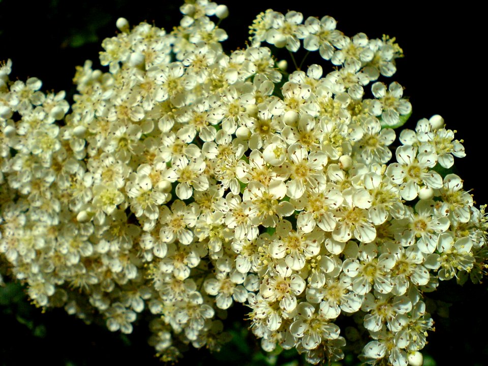 Viburnum lantana - the Wayfaring Tree