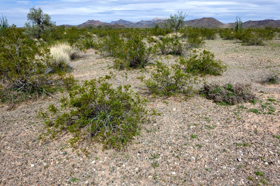 Ranegras Plain