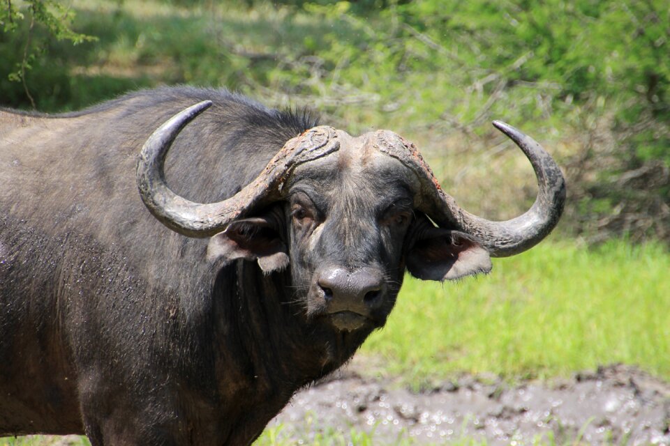 Wildlife national park africa
