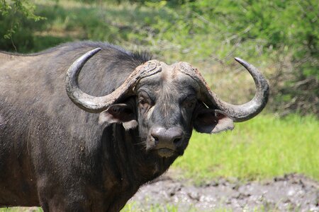 Wildlife national park africa