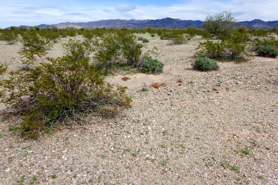 Ranegras Plain