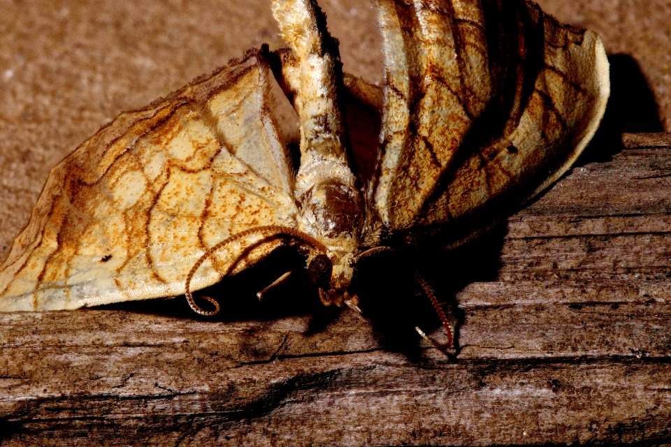 Michigan Moth 01