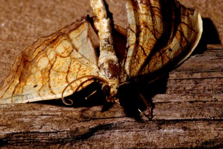 Michigan Moth 01 photo