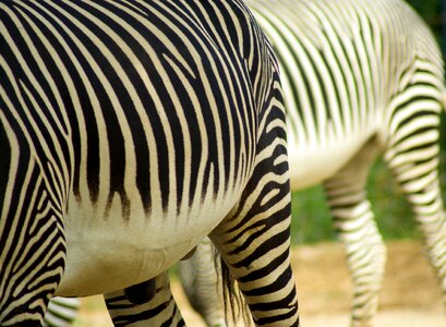 Stripes ruminant animal photo