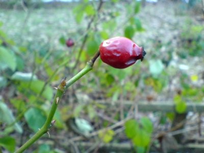 Hawthorn berry (Winter) photo