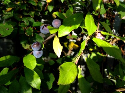 Sloe berries photo
