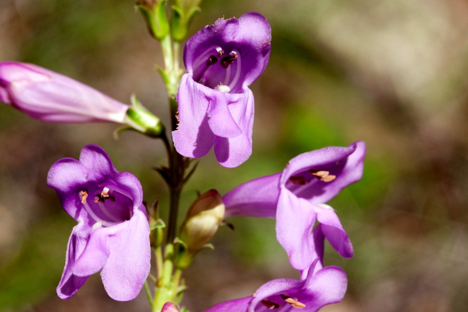 Penstemon virgatus subsp. virgatus