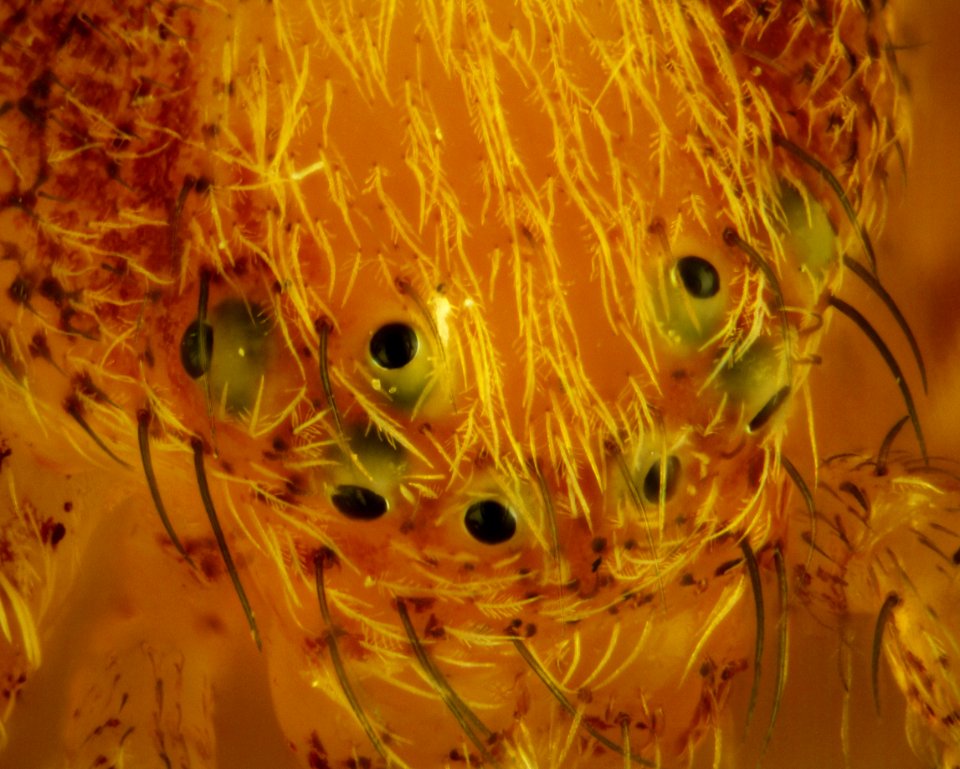 Philodromus rufus 04 100x