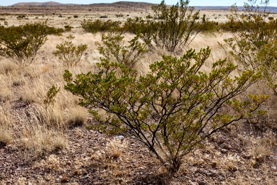 Larrea tridentata