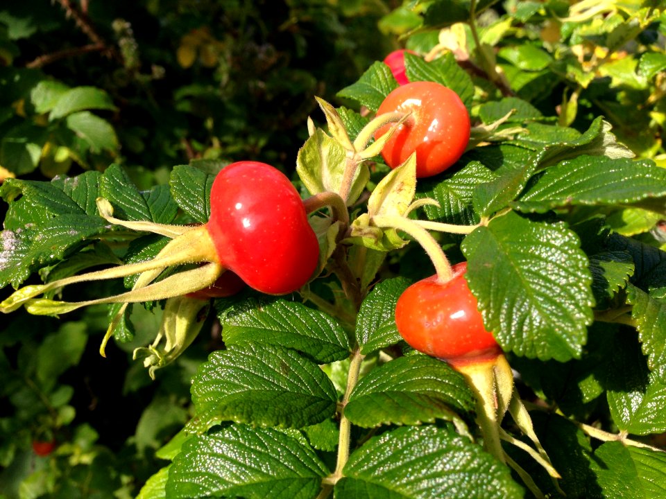 Rosehips