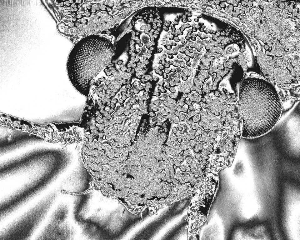 Stinkbug