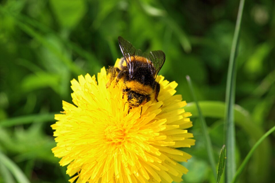 Hard working spring meadow