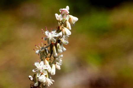 Eriogonum racemosum