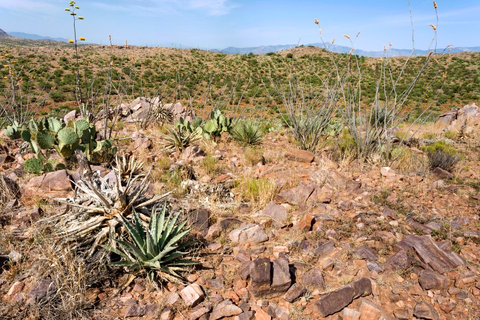 Near Palomas Wash