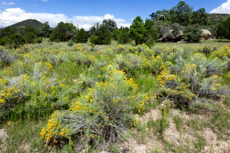 Coyote Canyon