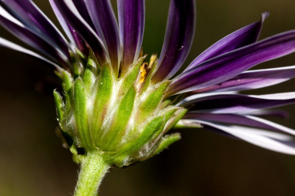Townsendia formosa