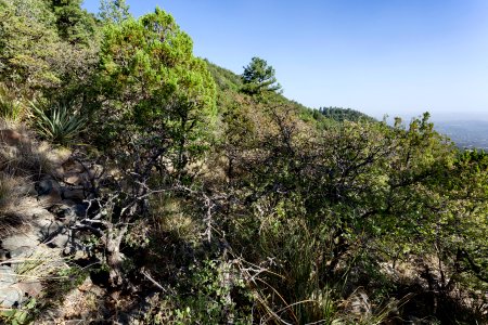 Pinos Altos Mountains