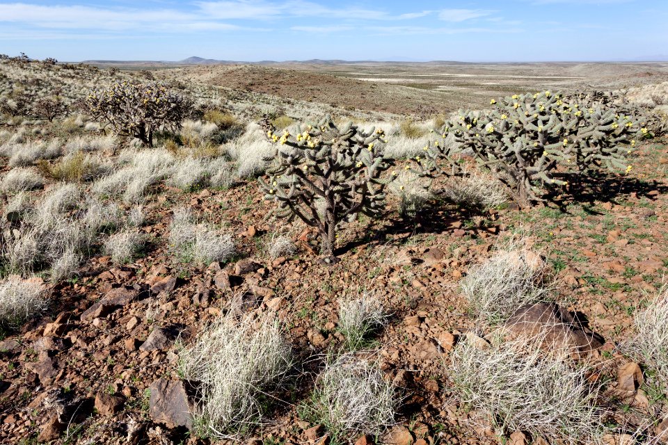 Southeastern Cedar Mountains