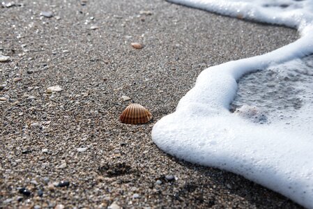 Shore foam sea