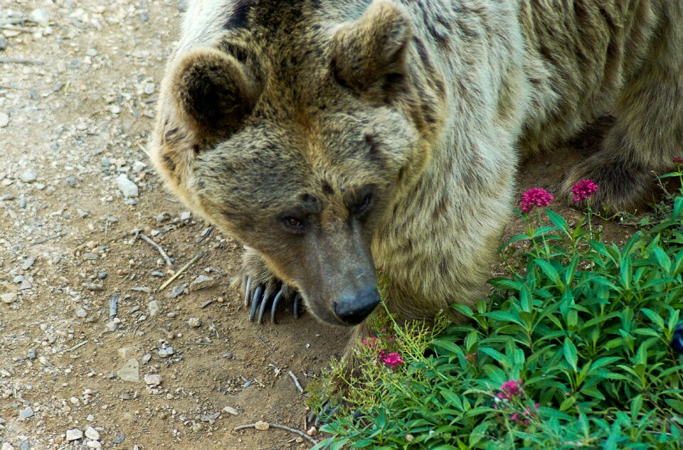 Claw brown bear zoo