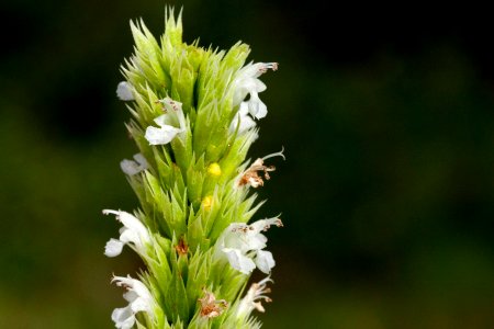 Agastache pallidiflora var. pallidiflora