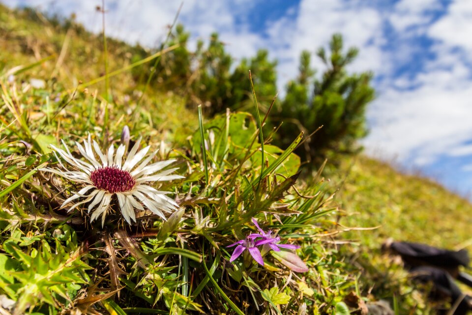 Meadow bloom alpine flower