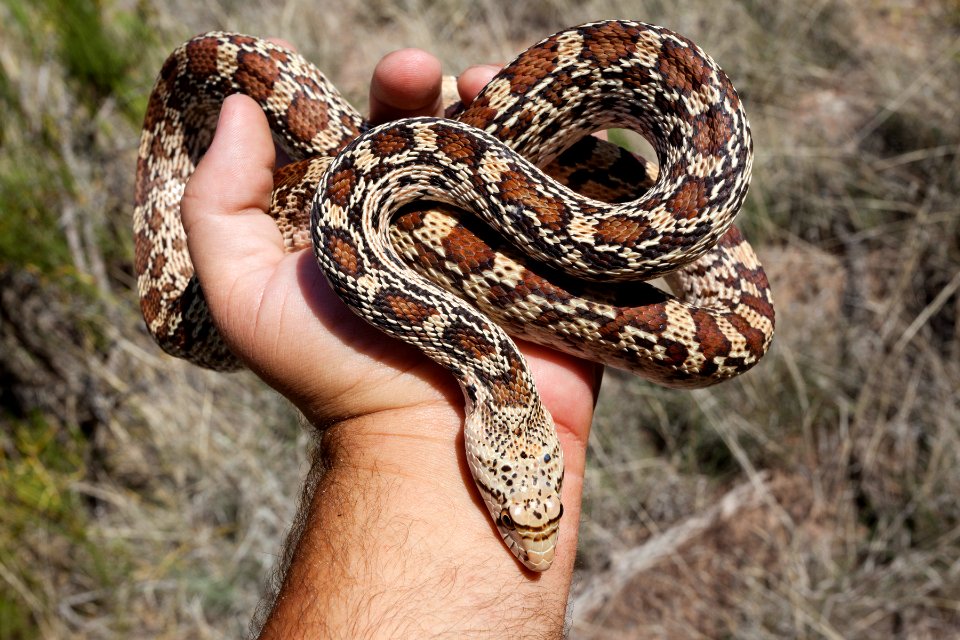 Pituophis catenifer affinis