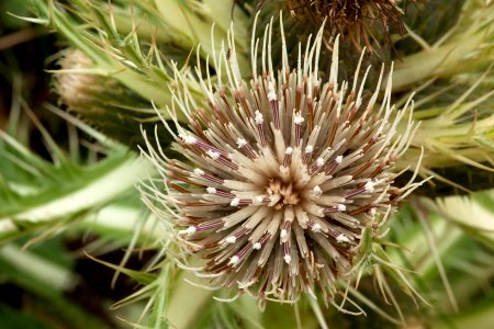 Cirsium drummondii