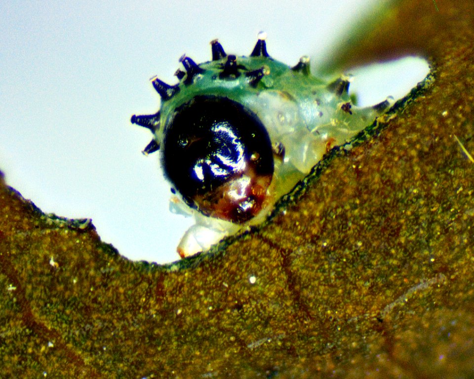 Caterpillar munching hibiscus photo