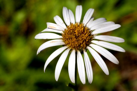 Townsendia formosa