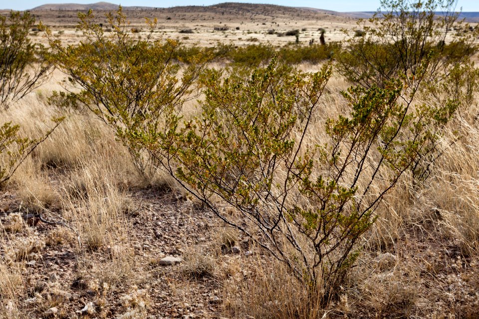 Larrea tridentata