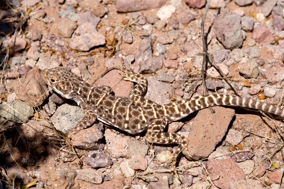 Gambelia wislizeni