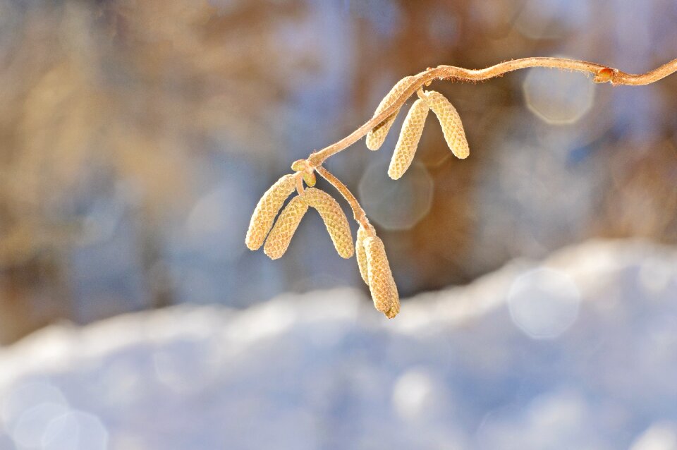 Plant kahl winter