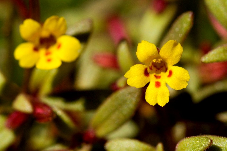 Mimulus rubellus