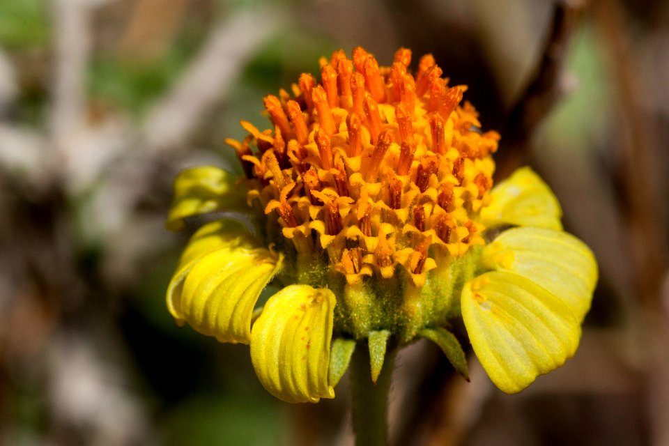 Encelia virginensis