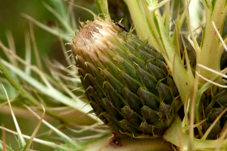Cirsium drummondii