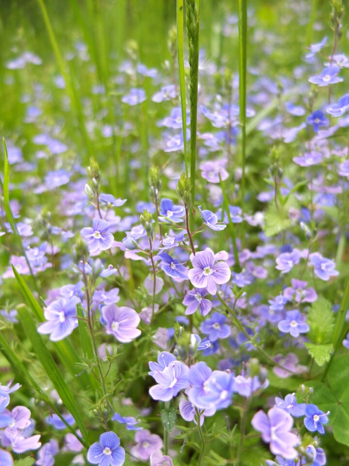 Flower nature blue