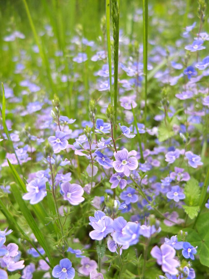 Flower nature blue photo