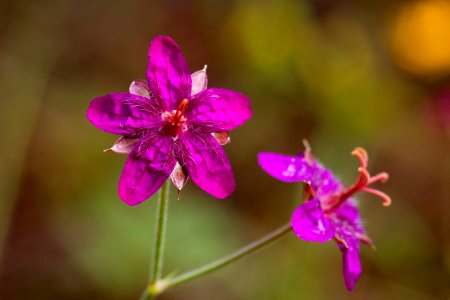 Geranium caespitosum photo