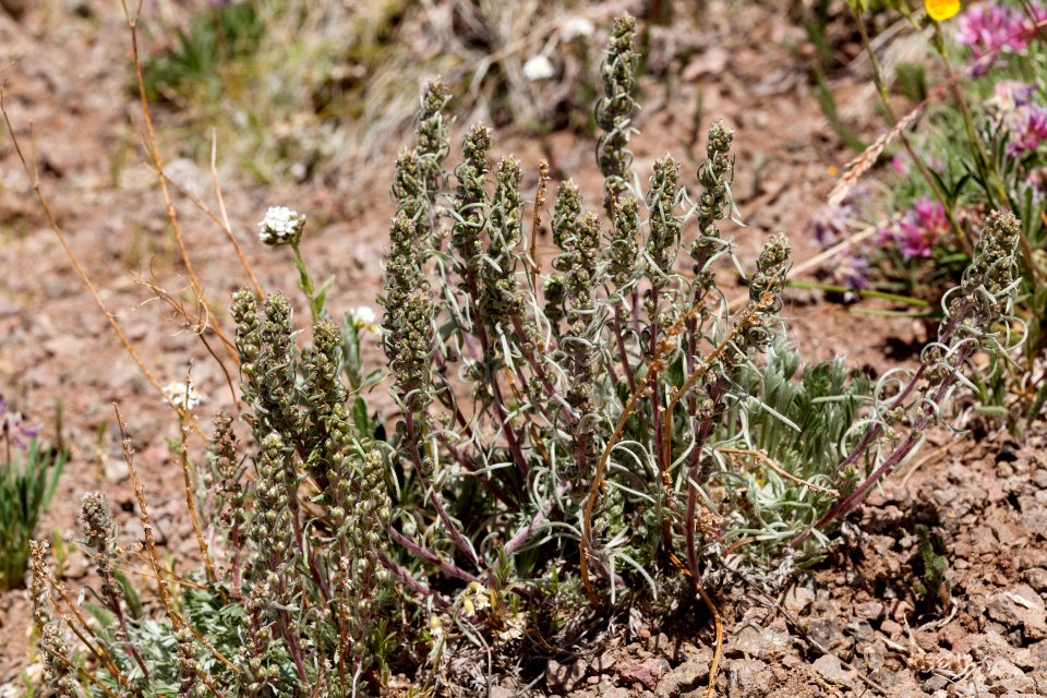 Artemisia borealis