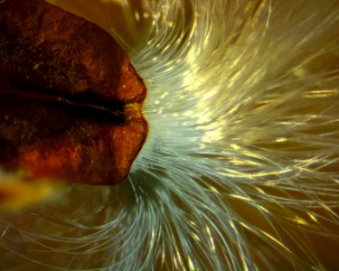 Milkweed Seed 03