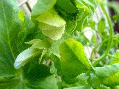 Pea in flower photo