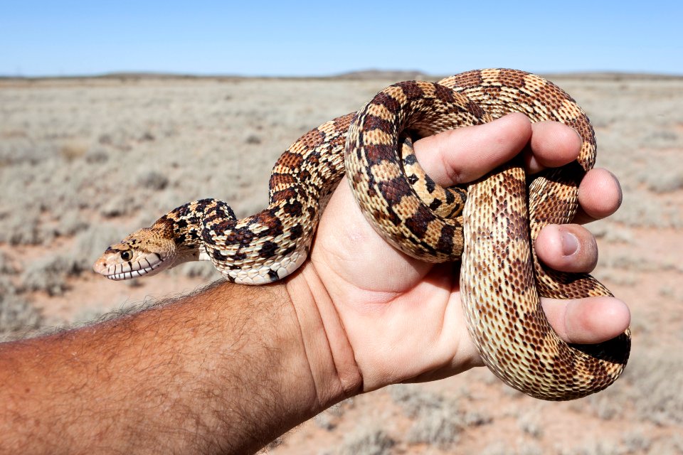 Pituophis catenifer affinis