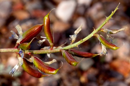 Astragalus lentiginosus var. wilsonii