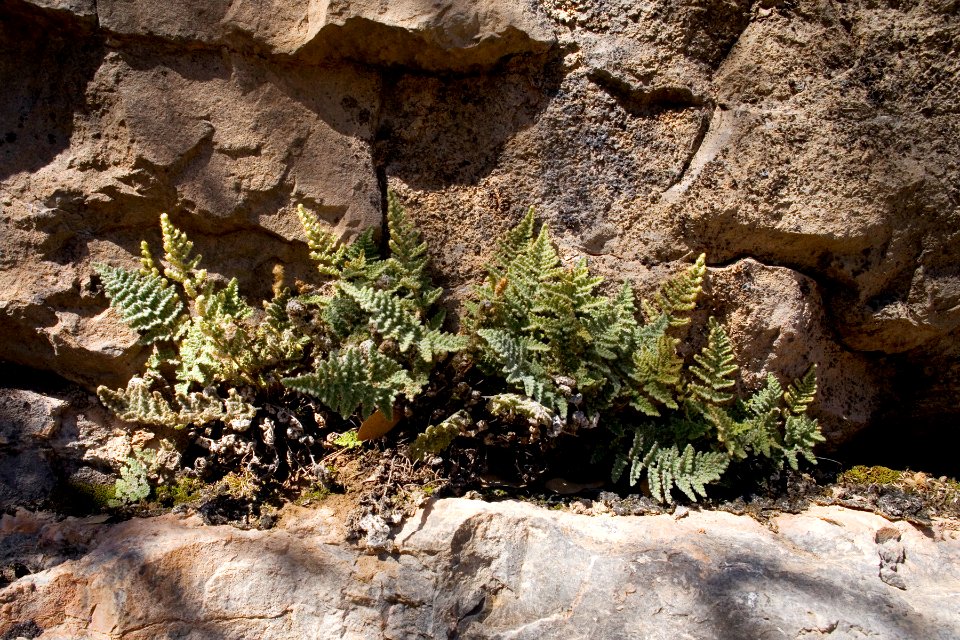 Cheilanthes villosa