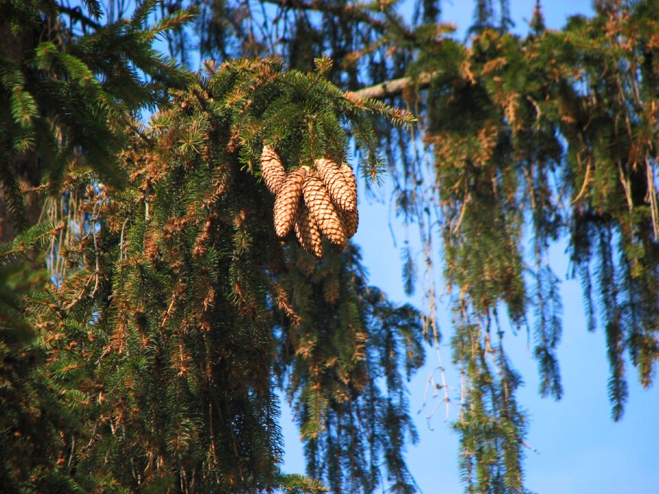 Sky branch a bunch of