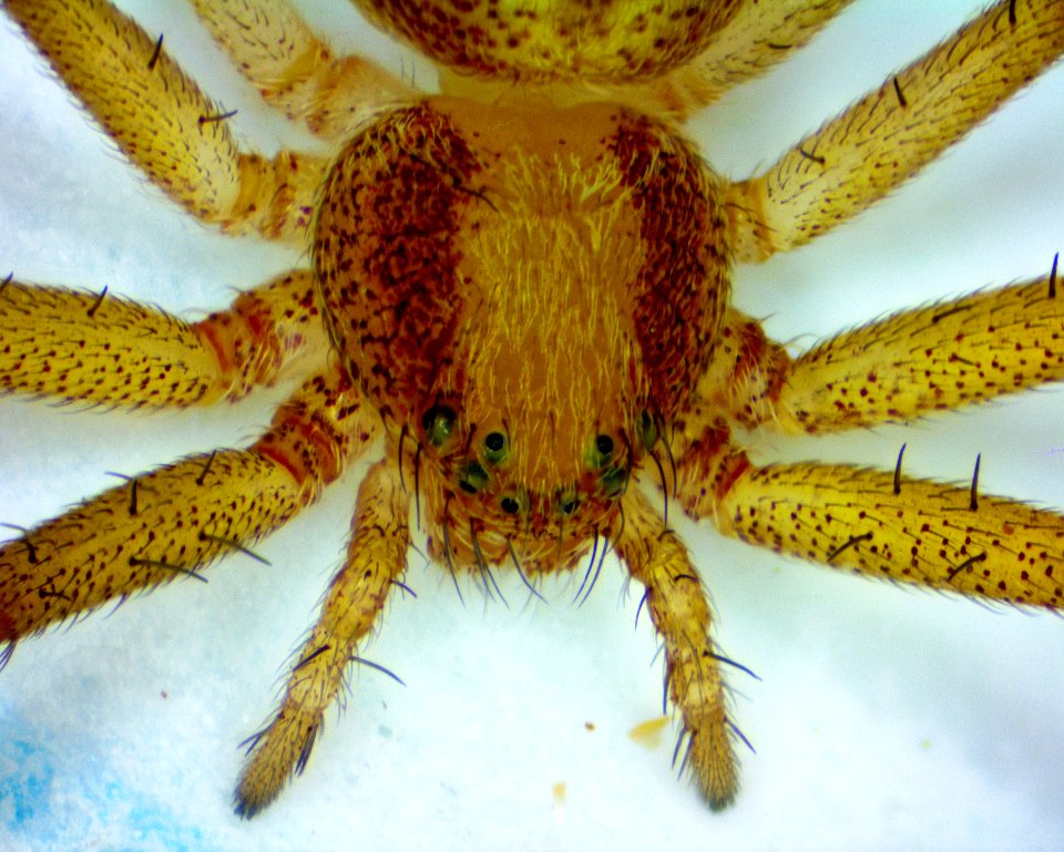 Philodromus rufus 06 30x photo