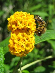Flower bee yellow photo